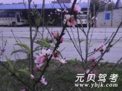 儋州通畅驾校风采和通畅驾校Logo